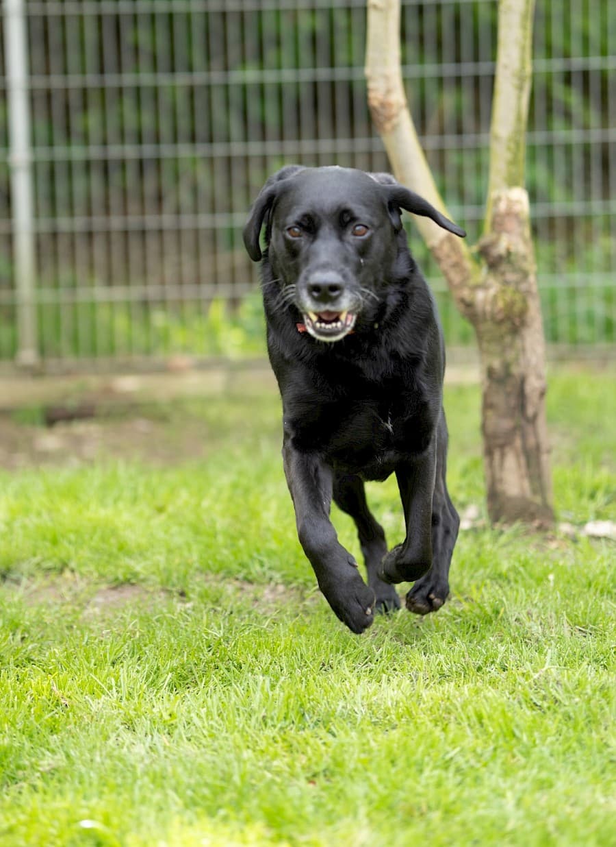 Milo - Labrador Retriever - Bild 4