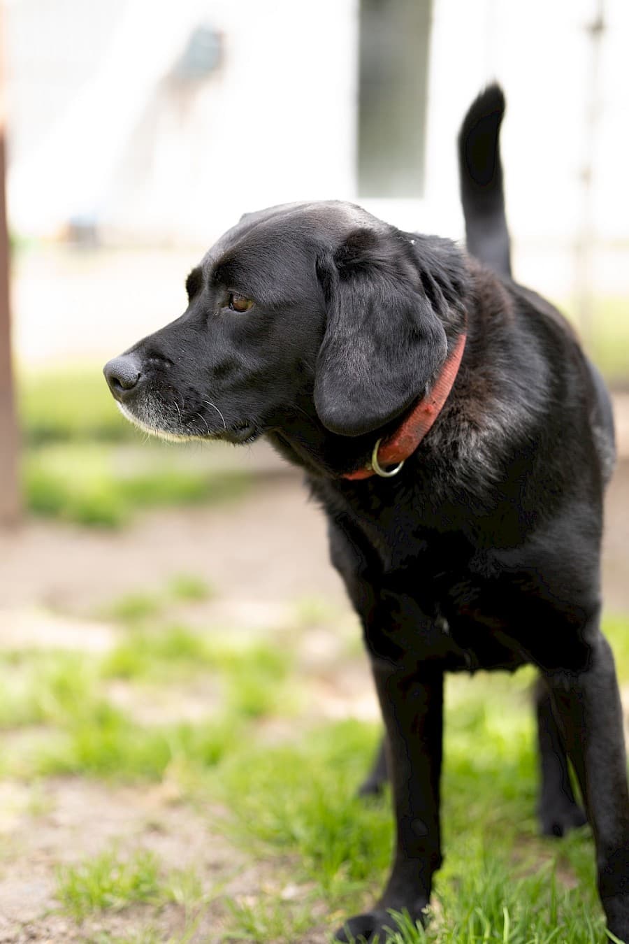 Milo - Labrador Retriever - Bild 8