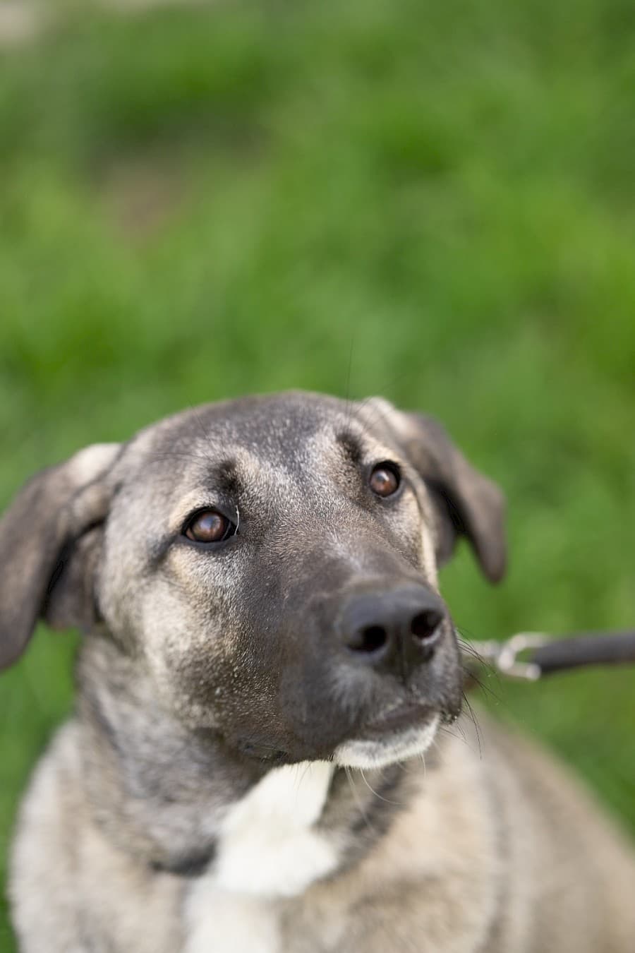 Hazel - Kangal-Hirtenhund - Bild 3