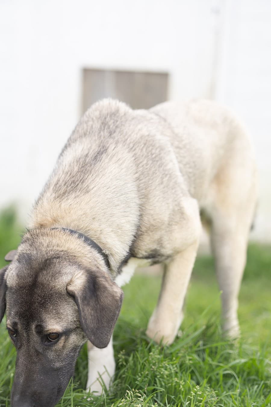 Hazel - Kangal-Hirtenhund - Bild 5