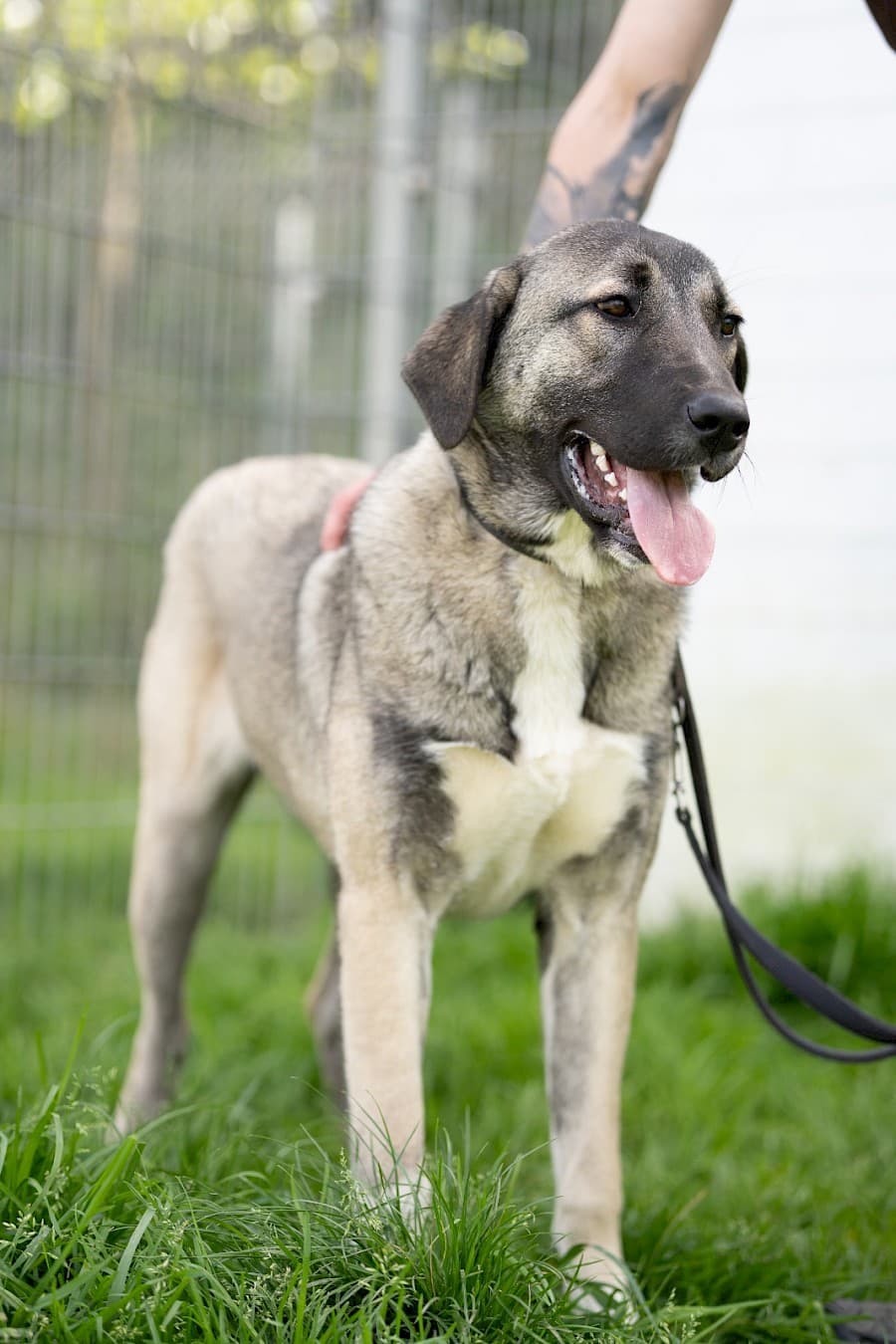 Hazel - Kangal-Hirtenhund - Bild 4