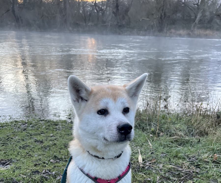 Yuna - Akita - Bild 3