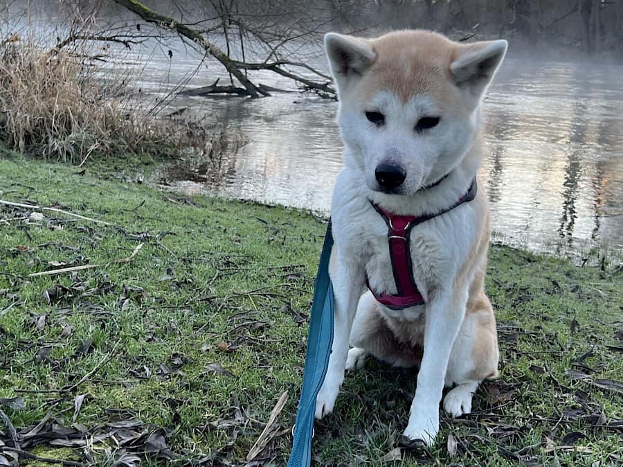 Yuna - Akita - Bild 4