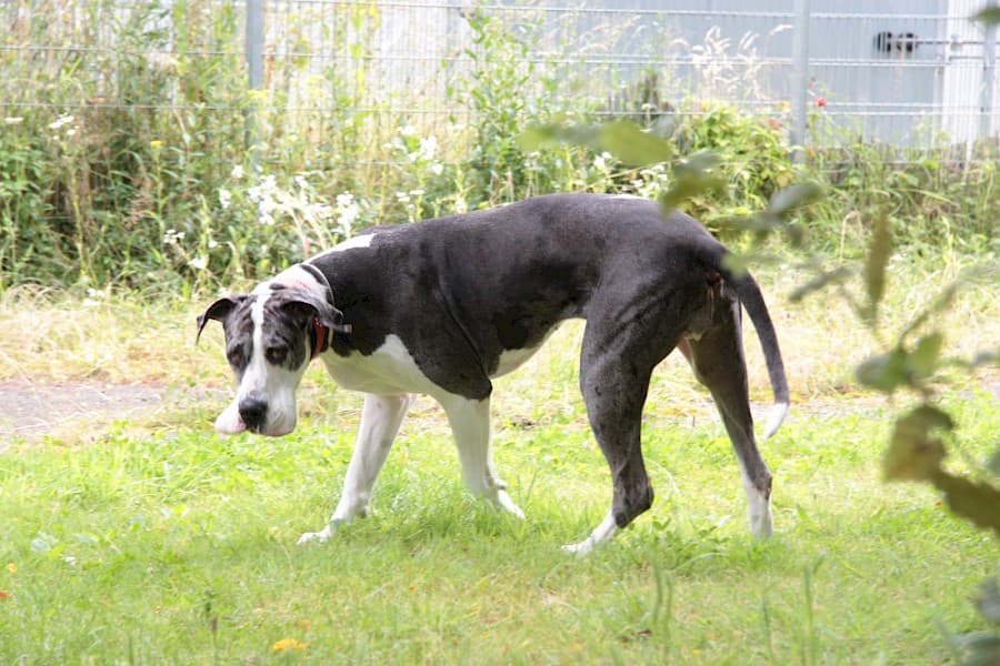 Sarah - Deutsche Dogge - Bild 12