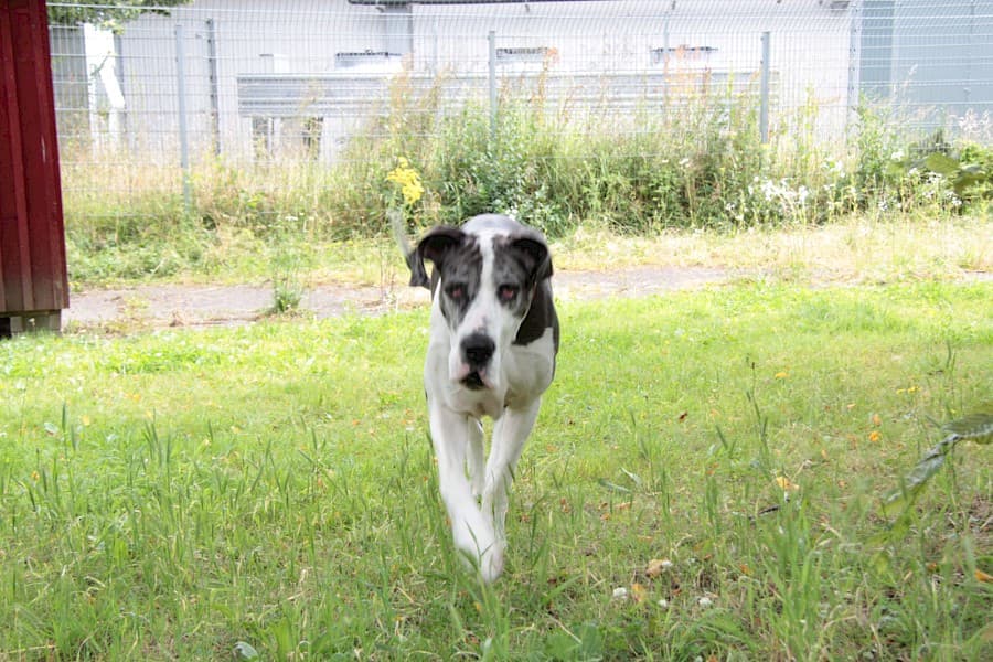 Sarah - Deutsche Dogge - Bild 13