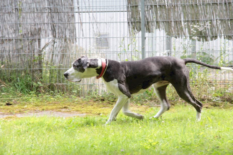 Sarah - Deutsche Dogge - Bild 16