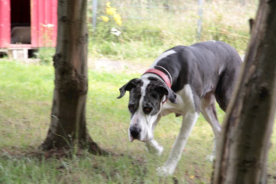 Sarah - Deutsche Dogge - Bild 2