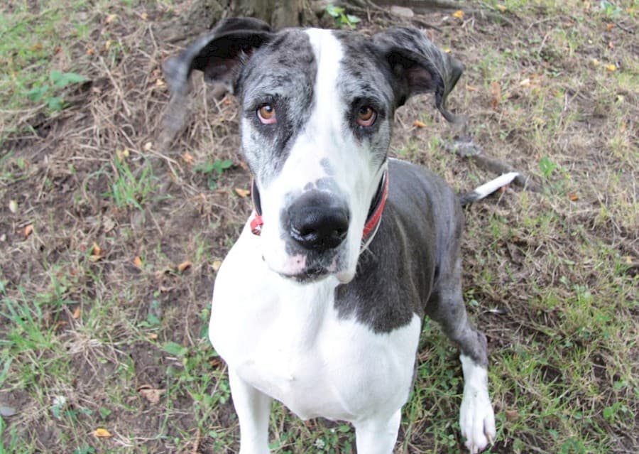 Sarah - Deutsche Dogge - Bild 4