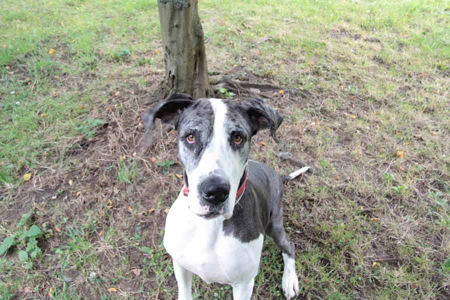 Sarah - Deutsche Dogge - Bild 7