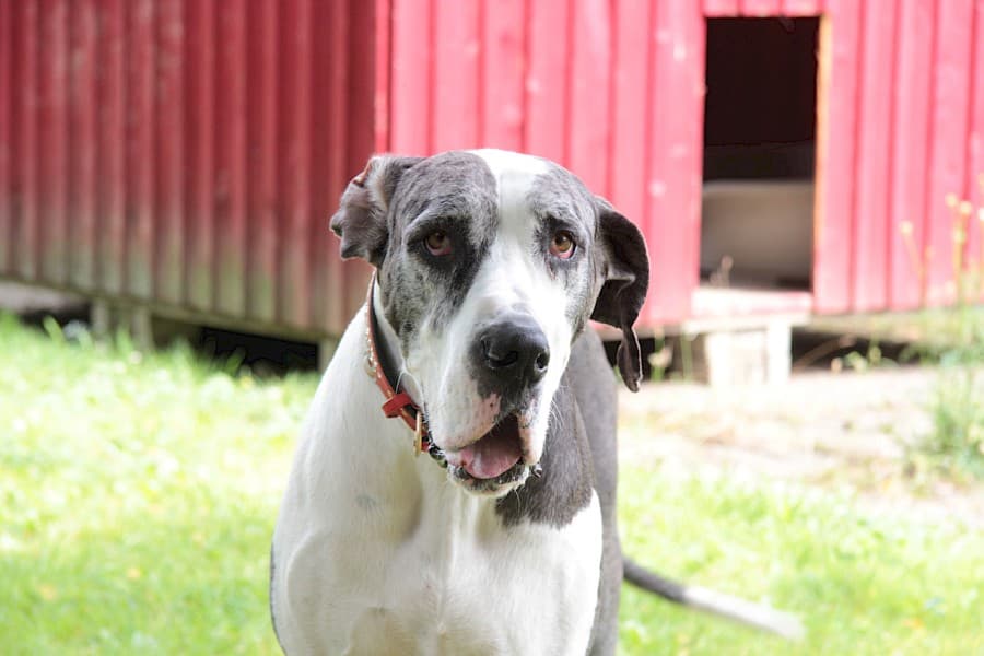 Sarah - Deutsche Dogge - Bild 3