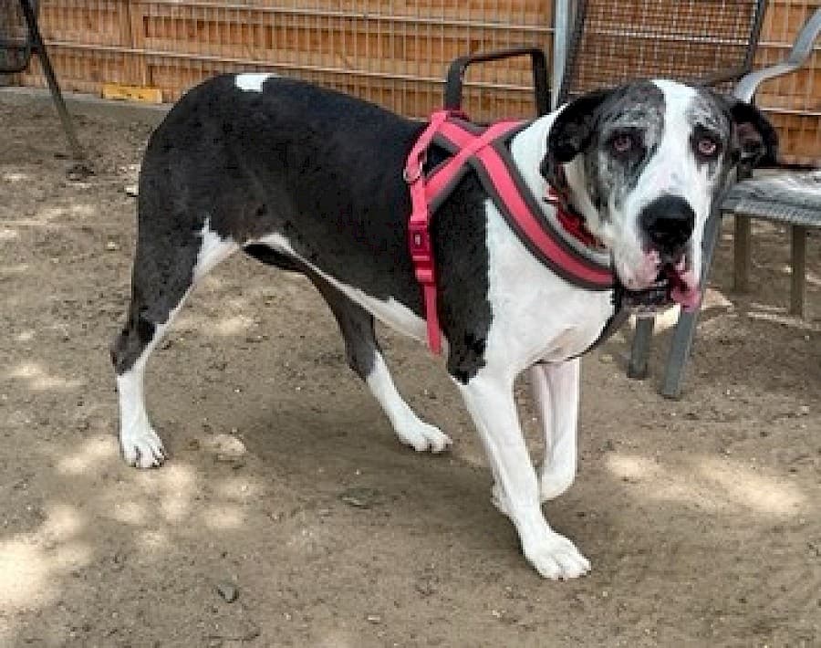 Sarah - Deutsche Dogge - Bild 9