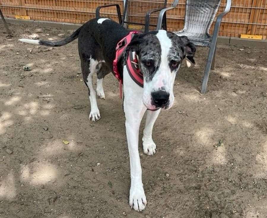 Sarah - Deutsche Dogge - Bild 8