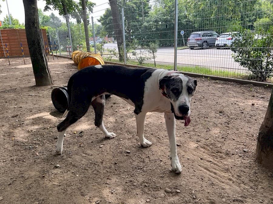 Sarah - Deutsche Dogge - Bild 14