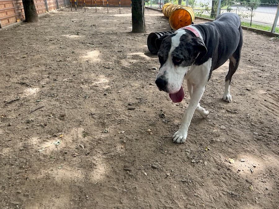 Sarah - Deutsche Dogge - Bild 6