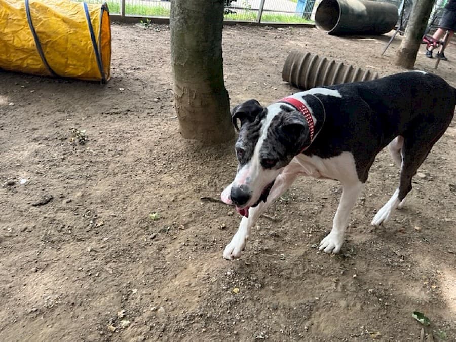 Sarah - Deutsche Dogge - Bild 11