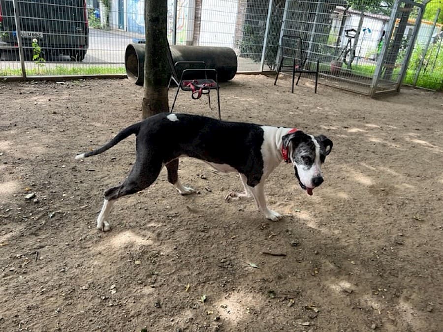 Sarah - Deutsche Dogge - Bild 17