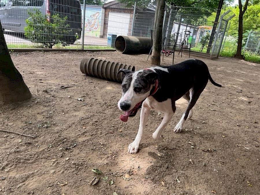 Sarah - Deutsche Dogge - Bild 15