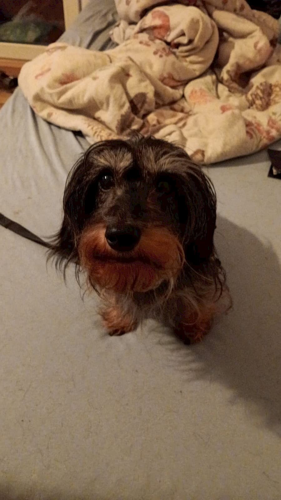 Käthe - Dackel - Bild 6