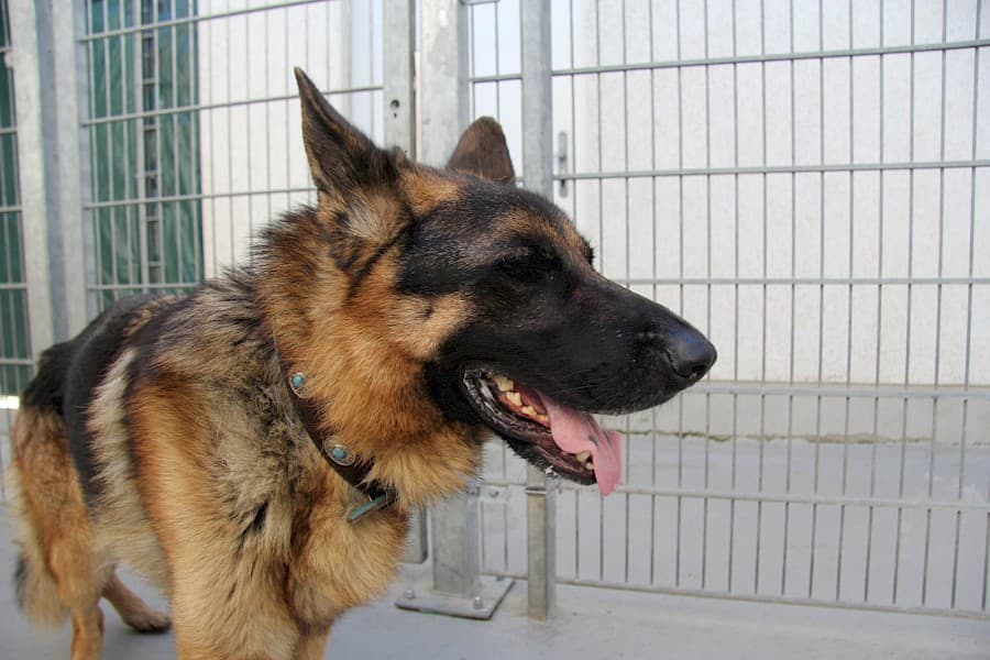 Benn - Deutscher Schäferhund - Bild 3