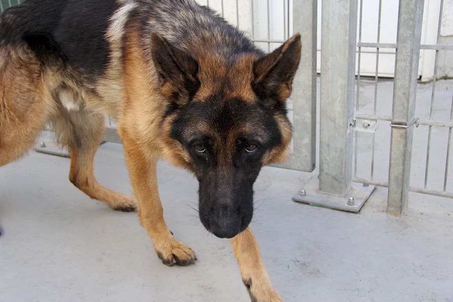 Benn - Deutscher Schäferhund - Bild 2