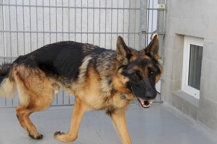 Benn - Deutscher Schäferhund - Bild 4