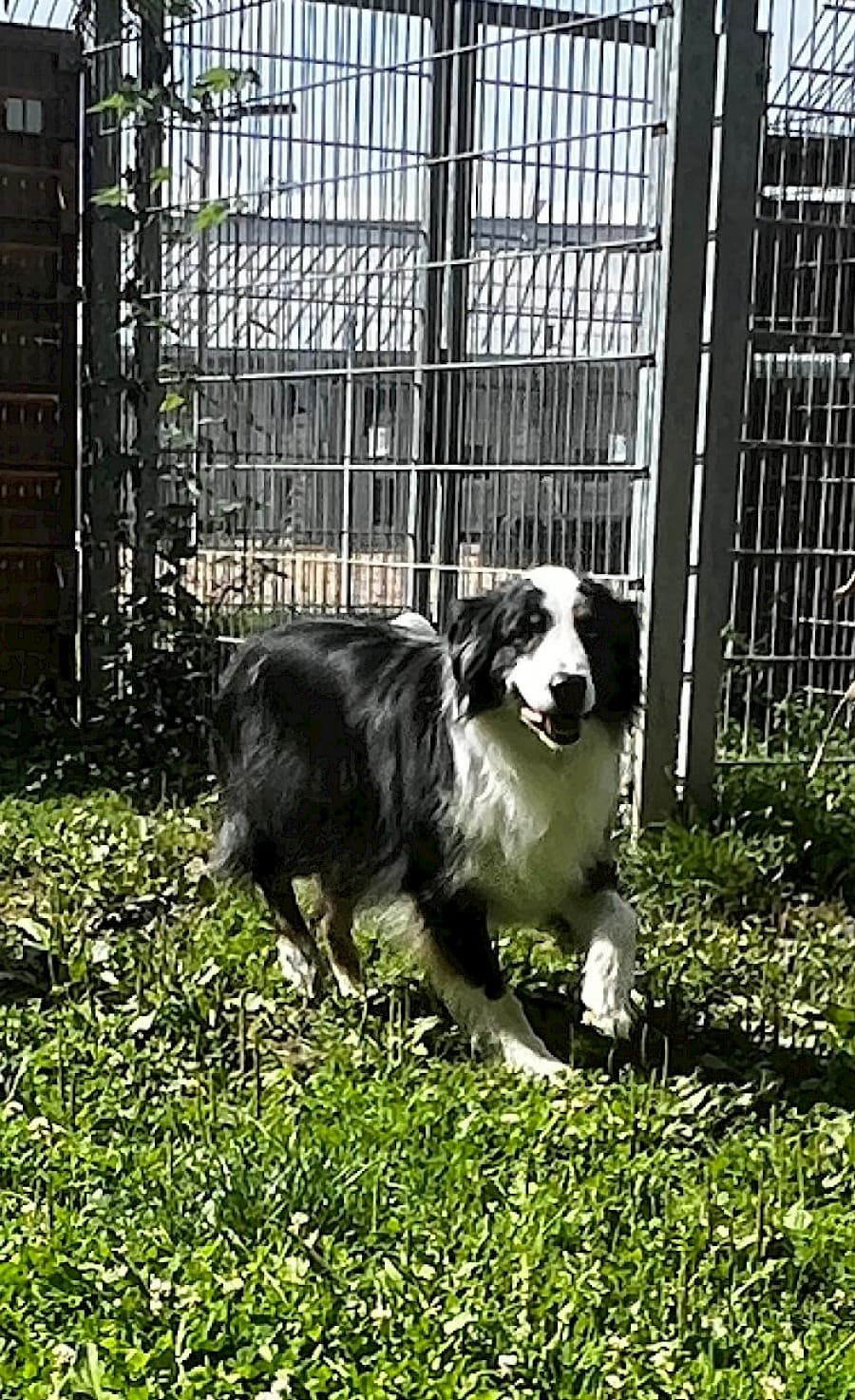 Mogli - Australian Shepherd - Bild 9