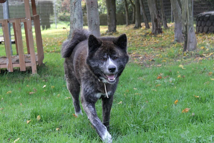 Thor - Akita - Bild 3