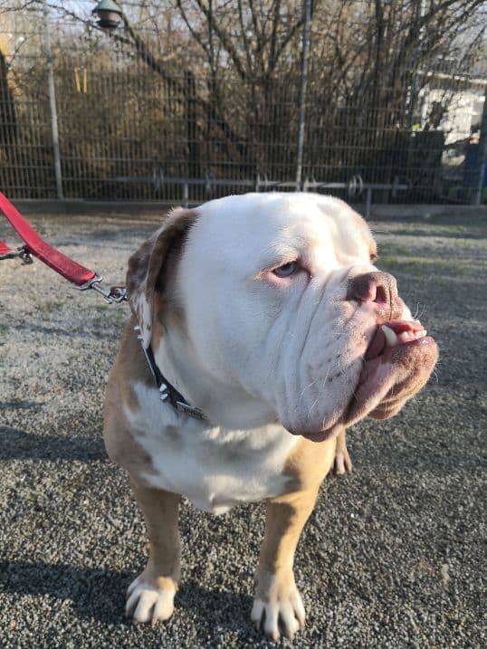Butch - Englische Bulldogge - Bild 6
