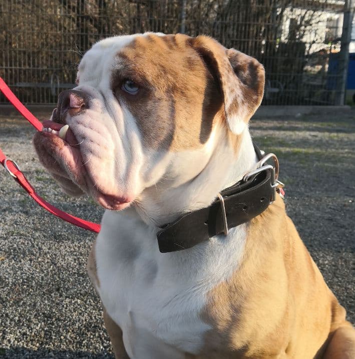 Englische Bulldogge Butch
