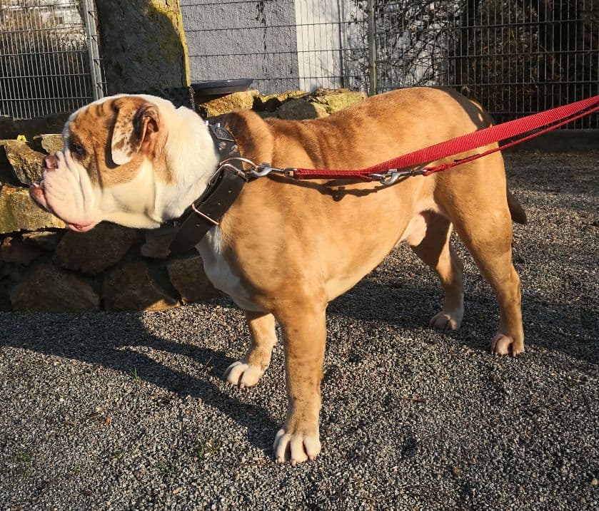 Butch - Englische Bulldogge - Bild 4