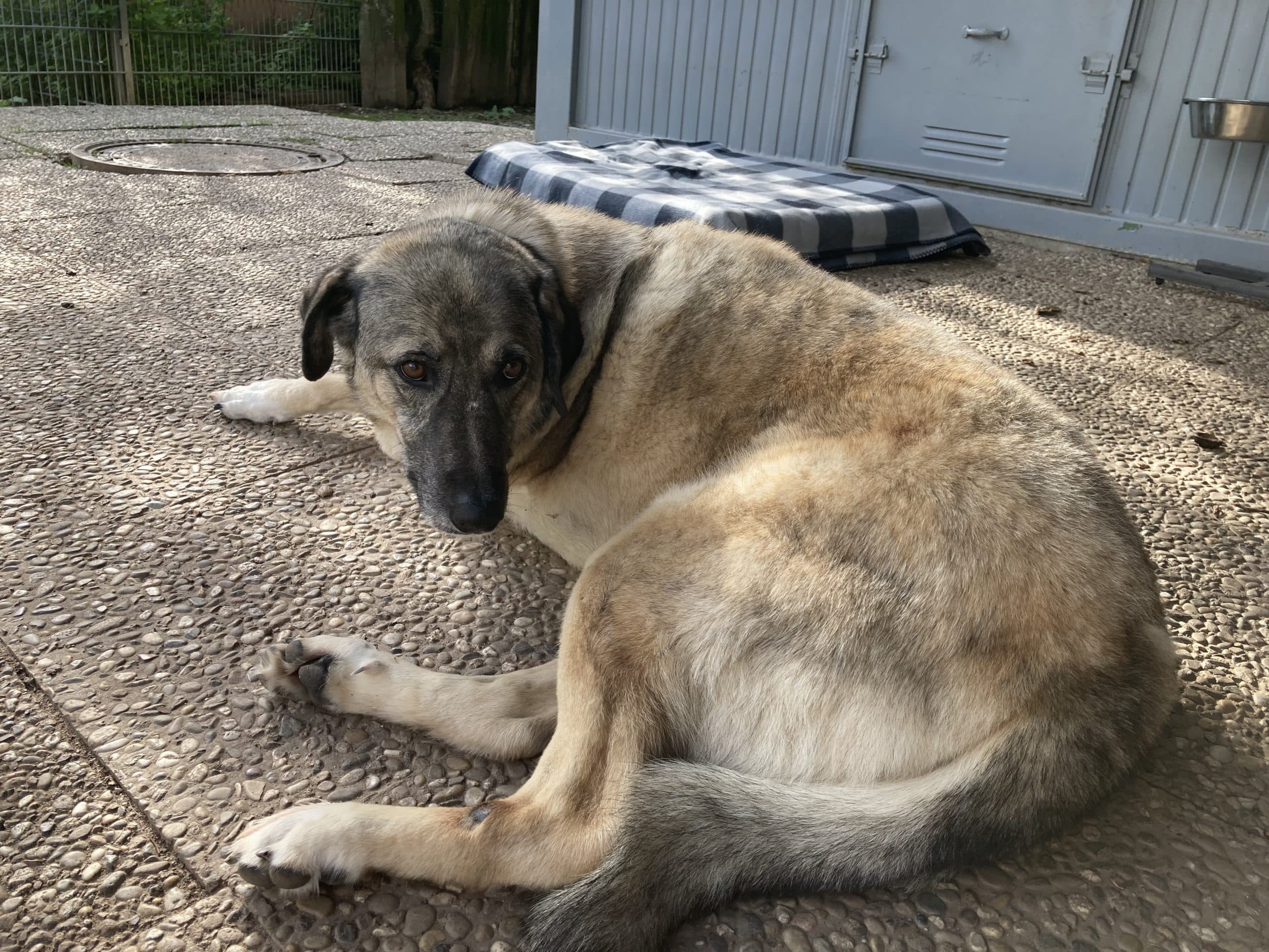 Dina - Kangal-Hirtenhund - Bild 2