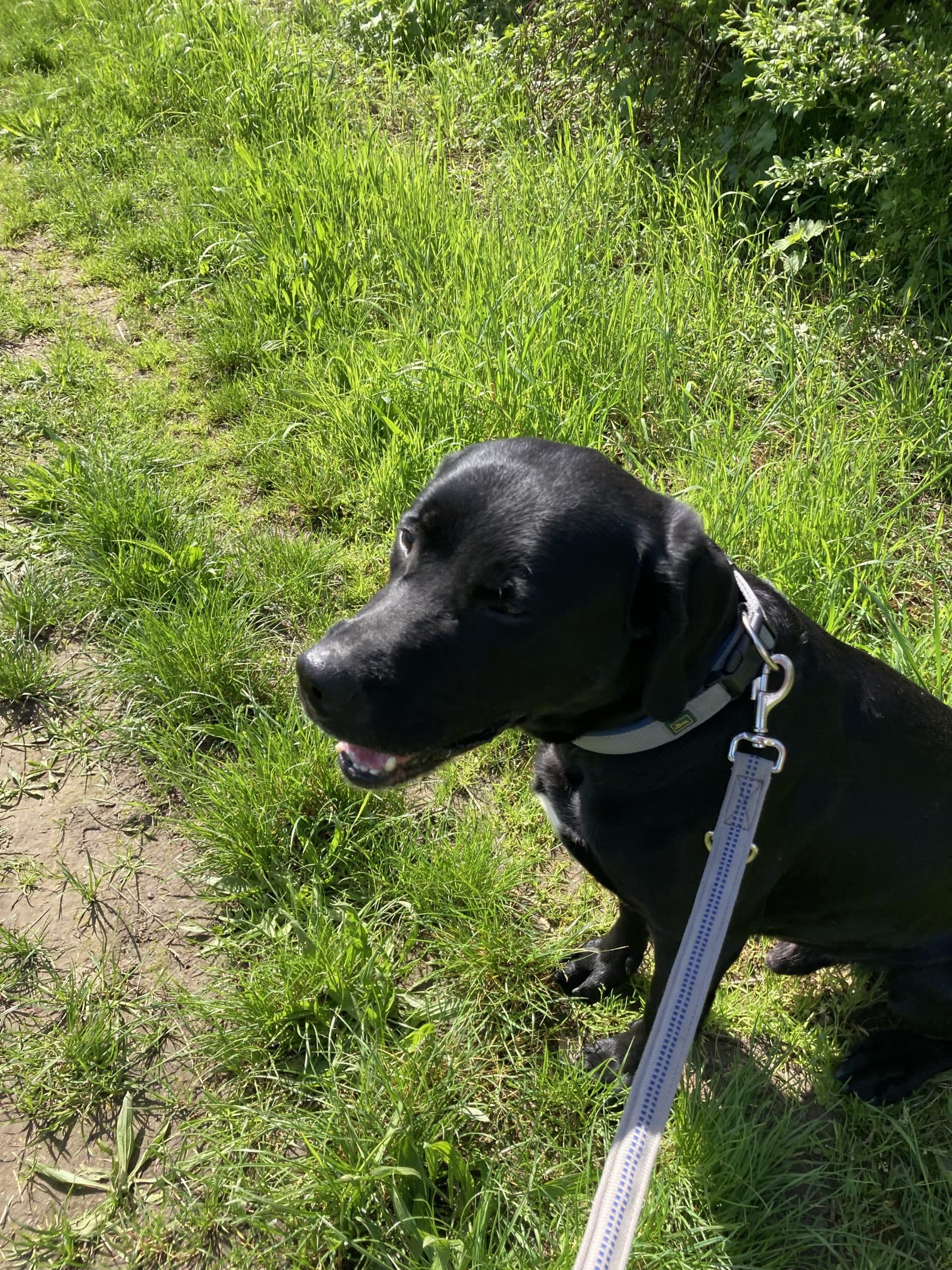 Labrador Retriever Filou
