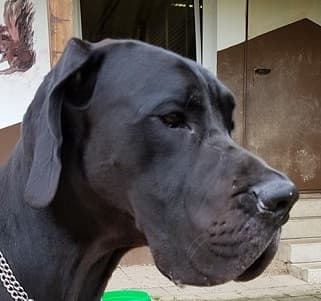 Deutsche Dogge Steckbrief.