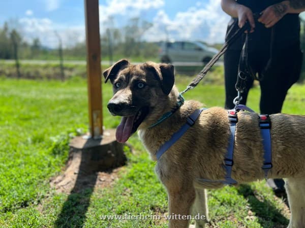 Siberian Husky-Mix Azura