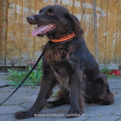 Benno - Kleiner Münsterländer - Bild 2