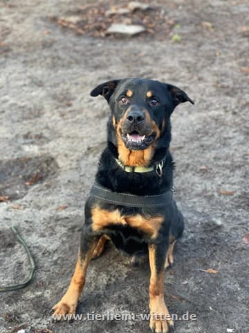Chicco - Rottweiler - Bild 1