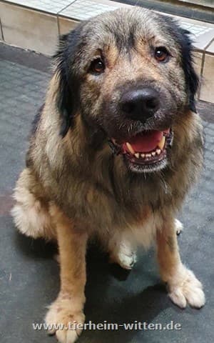 Hades - Deutscher Schäferhund - Bild 1
