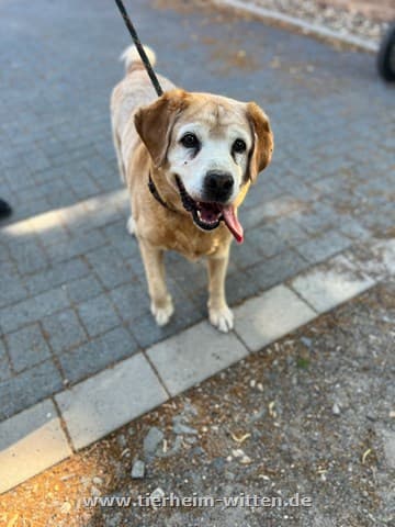 Labrador Retriever-Mix Jaques