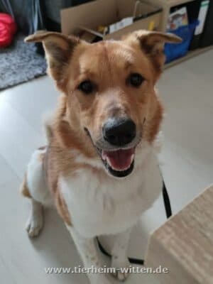 Lupo - Border Collie - Bild 2