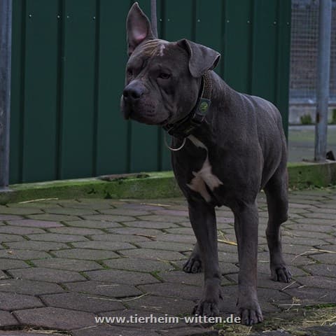 Marvis - American Staffordshire Terrier - Bild 1