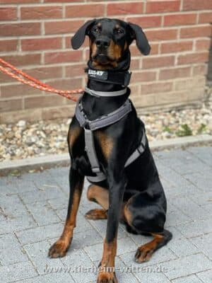 Mirza - Dobermann - Bild 2
