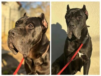 Cane Corso Italiano Debbie