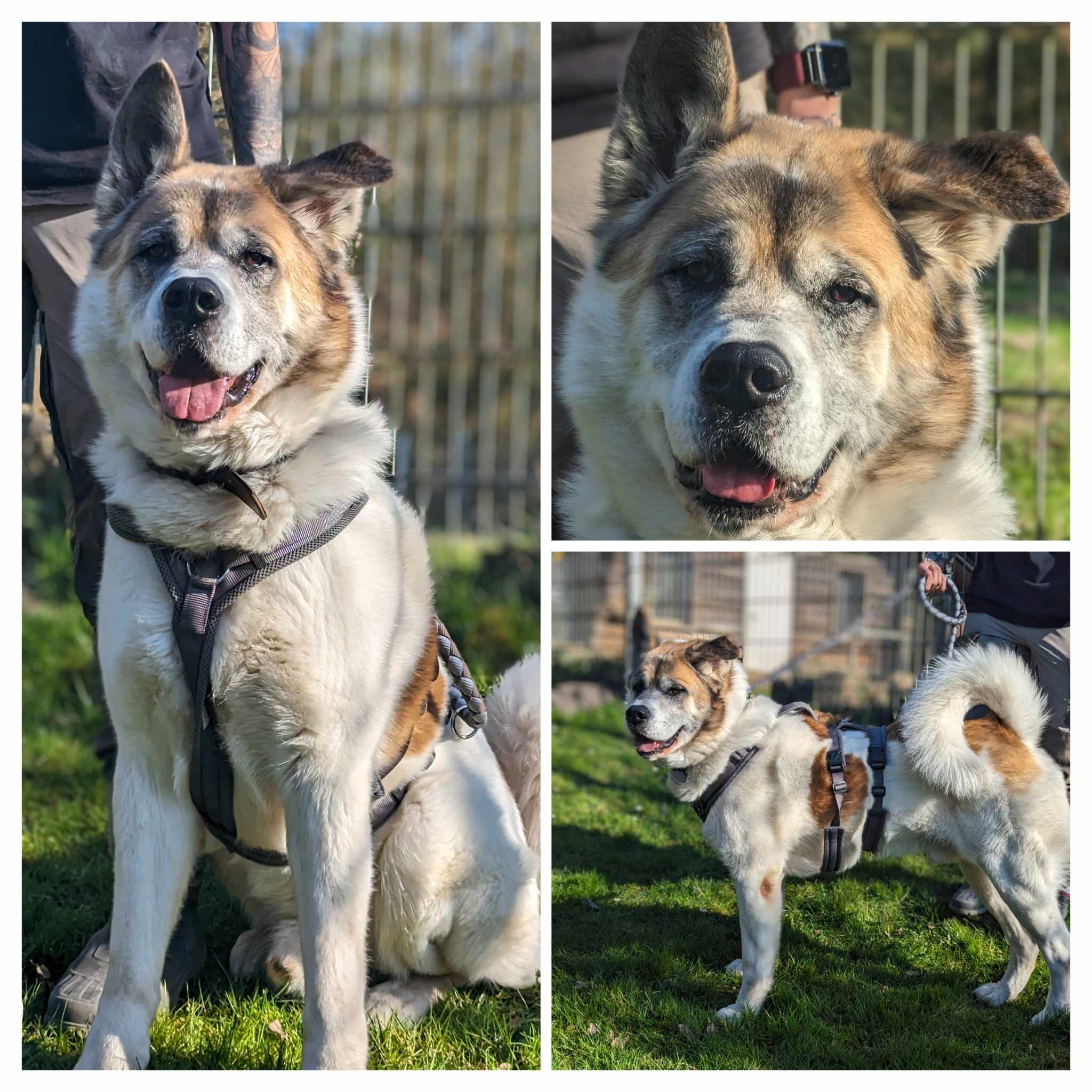 Thor - Akita - Bild 2