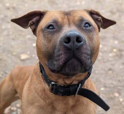 Staffordshire Bullterrier-Mix Chico