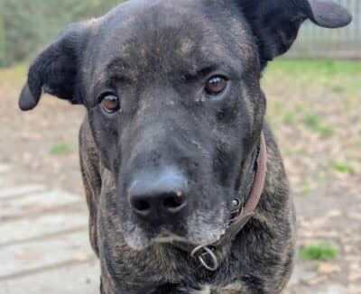 Cane Corso Italiano-Mix Chester
