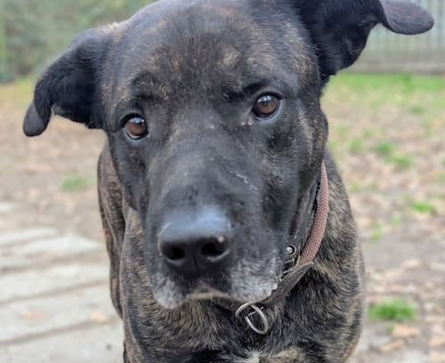Chester - Cane Corso Italiano - Bild 2