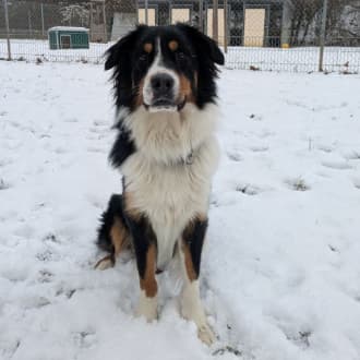 Samu - Australian Shepherd - Bild 2