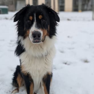 Samu - Australian Shepherd - Bild 1