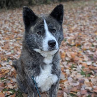 Akita Lucy