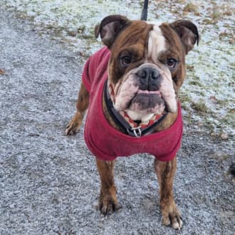 Englische Bulldogge Sheldon
